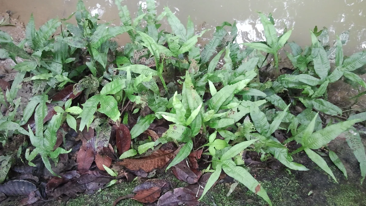 Doğal ortamında Java fern su bitkisi