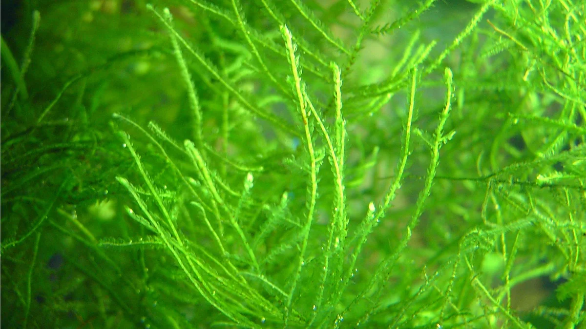 Kayaya tutunmuş Java moss akvaryum yosunu