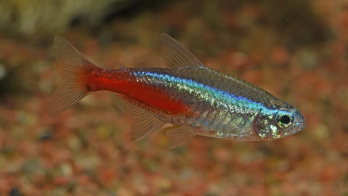 Mavi ve kırmızı şeritli neon tetra