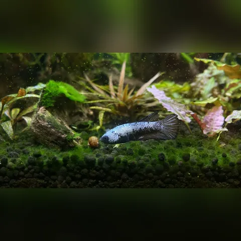 Akvaryum Bitkileri Neden Erir? içeriğini gösteren akvaryum görseli