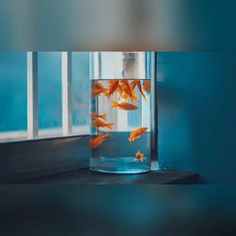 Akvaryum Litre Hesaplama içeriğini gösteren akvaryum görseli