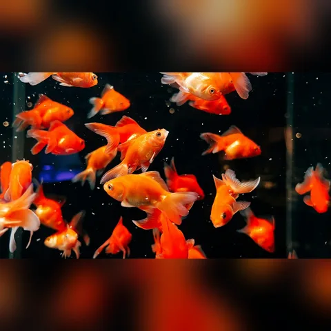 Akvaryum Su Değişimi Hesaplama içeriğini gösteren akvaryum görseli