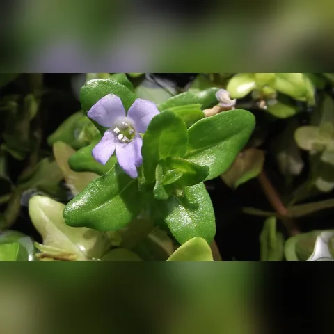 Bacopa Caroliniana Bakımı içeriğini gösteren akvaryum görseli