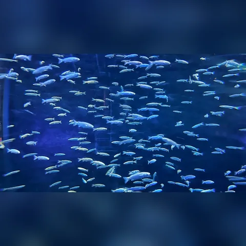 Balıklar Ne Kadar Beslenmeli? içeriğini gösteren akvaryum görseli