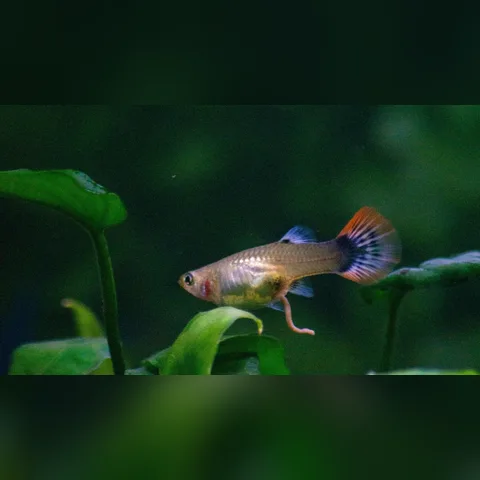 Balıklar Neden Su Yüzeyine Çıkar? içeriğini gösteren akvaryum görseli