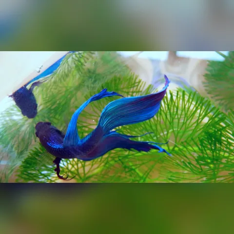 Beta Balığı Bakımı içeriğini gösteren akvaryum görseli