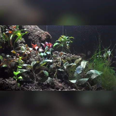 Bucephalandra Bakımı içeriğini gösteren akvaryum görseli