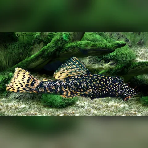 Cüce Vatoz Bakımı içeriğini gösteren akvaryum görseli