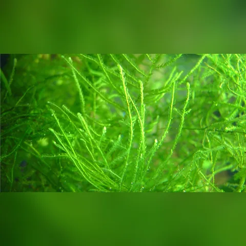 Java Moss Bakımı içeriğini gösteren akvaryum görseli