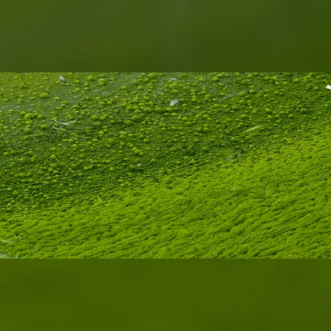 Kahverengi Yosun Nasıl Azaltılır? içeriğini gösteren akvaryum görseli