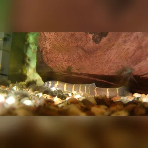 Kuhli Loach Bakımı içeriğini gösteren akvaryum görseli