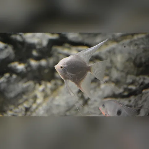 Melek Balığı Bakımı içeriğini gösteren akvaryum görseli