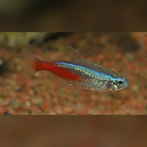 Neon Tetra Bakımı içeriğini gösteren akvaryum görseli