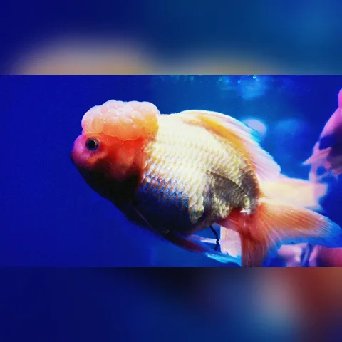 Net Su Hacmi Hesaplama içeriğini gösteren akvaryum görseli