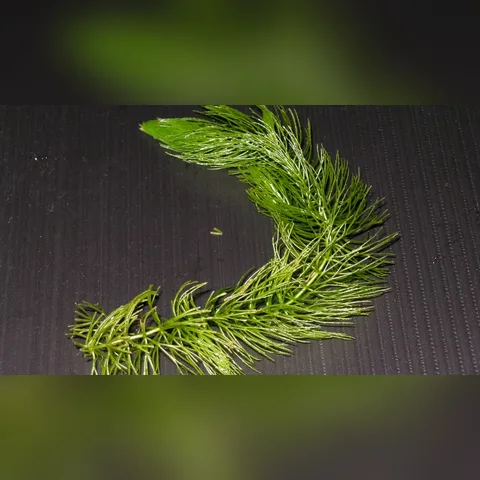 Tilki Kuyruğu Bitkisi Bakımı içeriğini gösteren akvaryum görseli