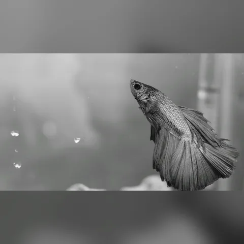 Yeni Balık Akvaryuma Nasıl Alıştırılır? içeriğini gösteren akvaryum görseli