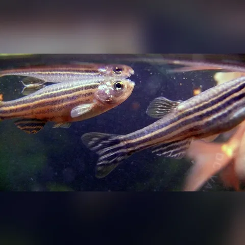 Zebra Danio Bakımı içeriğini gösteren akvaryum görseli